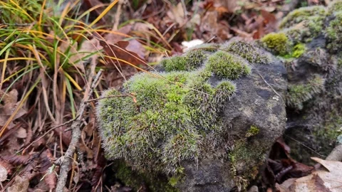 Stones covered with green moss Stock Footage 220039496