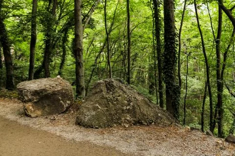 Stones at the edge of the forest. Stockfoto's