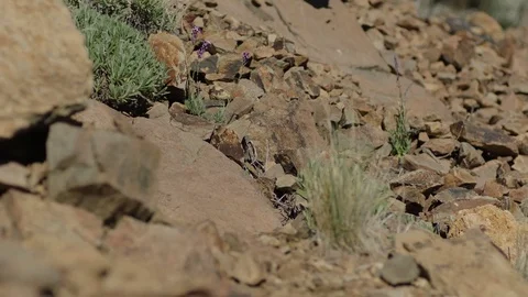 Stones falling slowmotion Stock Footage 75881717