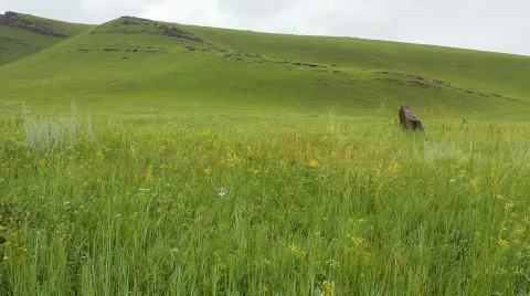 Stones. Stock Footage 800664