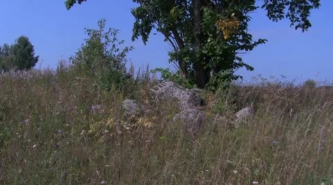 Stones Vídeo Stock 8516675