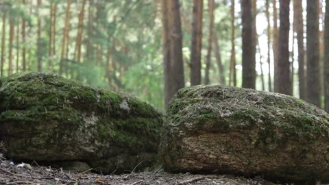 Stones forest floor moss tracking shot Stock Footage 104965761