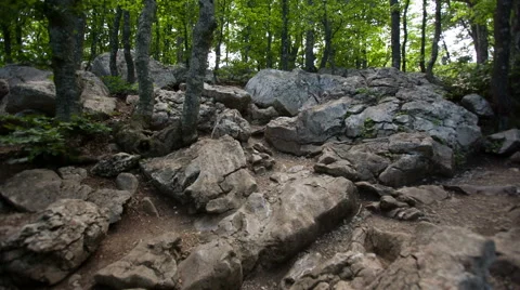 Stones in the Forest 스톡 동영상 53072770