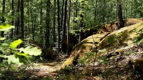 Stones in the forest Stock Footage 95949176