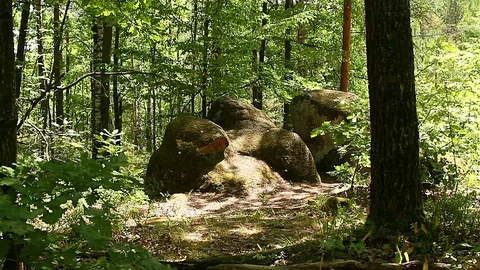 Stones in the forest Stock Footage 97526334