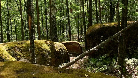 Stones in the forest Stock Footage 98050933