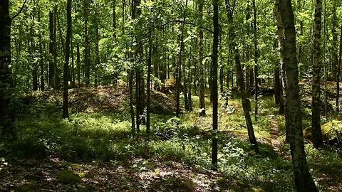 Stones in the forest Stock Footage 98602304