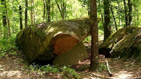 Stones in the forest 스톡 동영상 98756723