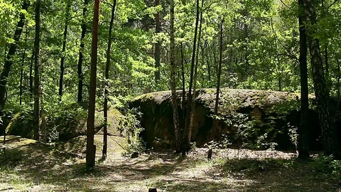Stones in the forest Vidéo 99657479
