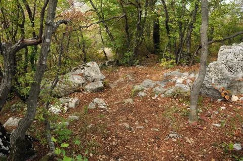 Stones in the forest Stock Photos