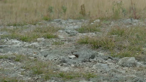 Stones in the grass Stock Footage 163878295