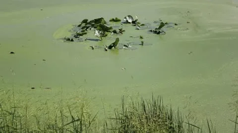 Stones in Green Marsh 库存影片 12111504