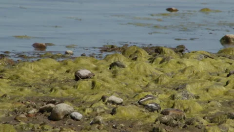 Stones in the mud Stock Footage 91738695