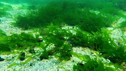 Stones overgrown with green algae Enteromorpha or Ulva swaying in the water.. Stock Footage 325813650