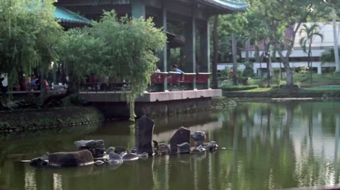 Stones in a pond. Stock Footage 56967105