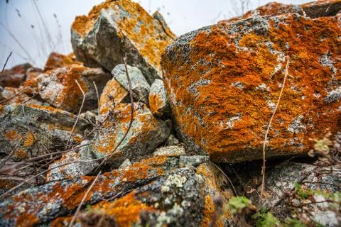 Stones with red moss Stock Photos