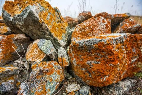 Stones with red moss Stock Photos
