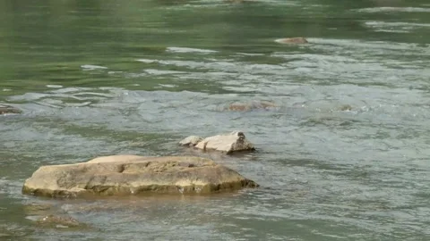 Stones in the river for product placement Vídeo Stock 336843241