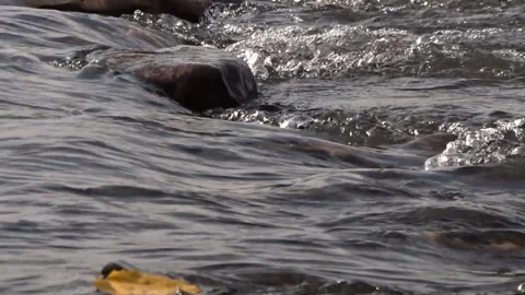 Stones in the river, river rolling Stock Footage 255115027