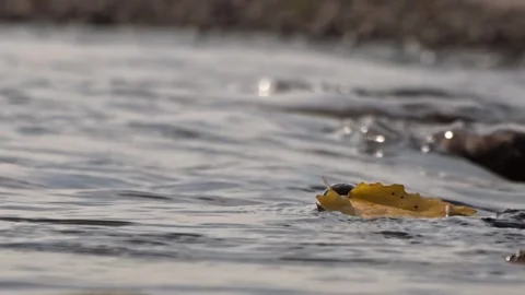 Stones in the river, river rolling Stock Footage 255115040