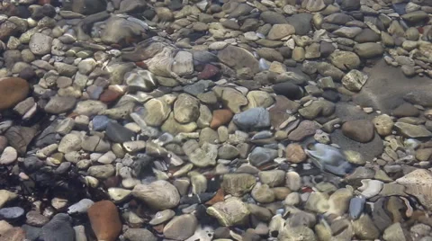 Stones in the sea Stock Footage 52349922