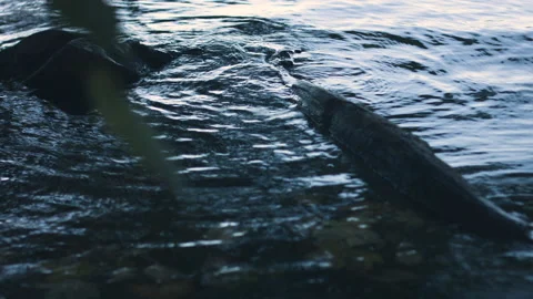 Stones in water in the evening with little waves and reflection in the water Stock Footage