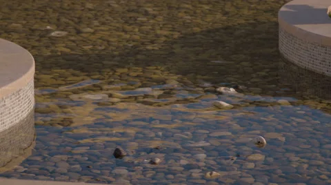 Stones in Water Stock Footage 65316148