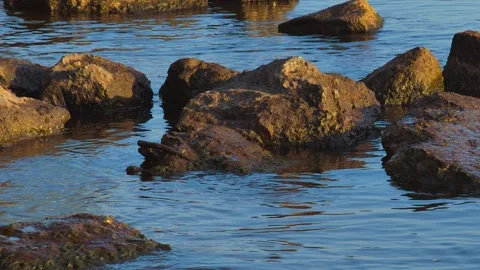 Stones in the water Stock Footage 166362656