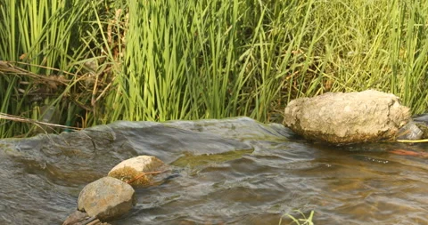 Stones in the water Stock Footage 288158548