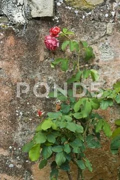 Stonewall and roses Stock Photos