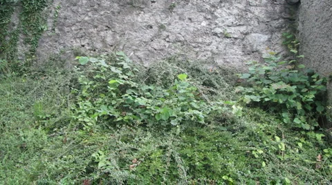 Stonewall with Plants Stock-Footage 1078936