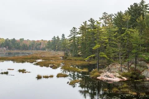 A stony bog edge with multicoloured fall trees at Killarney Stock Photos