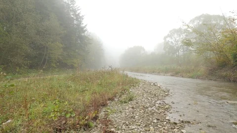 Stony Bottom of Stream Trees Along the Brook Forest in Cloudy Day Time is Like 動画素材 71650101