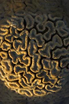 Stony Coral Scleractinia Foto stock