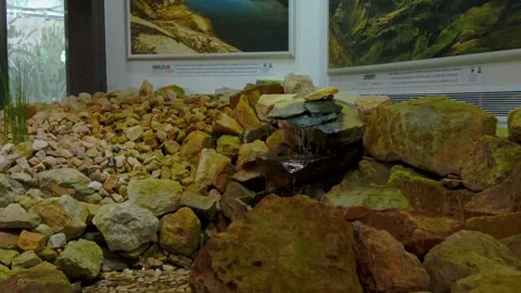 Stony Corner Inside the Supermoor Division at Tropicarium Bogotá Stock Footage 315761906