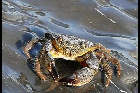 Stony crab Stock Footage 769433