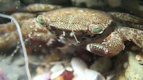 Stony crab Stock Footage 83772668