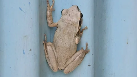 Stony creek frog. Video stock 282516014