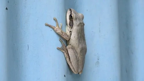 Stony creek frog. Stock Footage 282516185