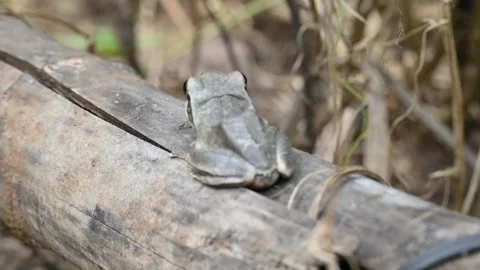 Stony creek frog. Video stock 282516392