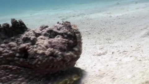Stony devil unveiled observing stonefish in the red sea Video stock 312003800