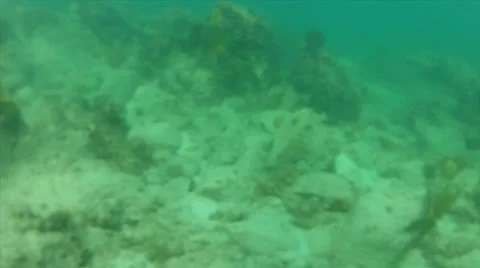 Stony fish crawl 2 Stock Footage 24345637