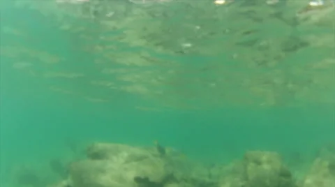 Stony fish crawl Video stock 24346075