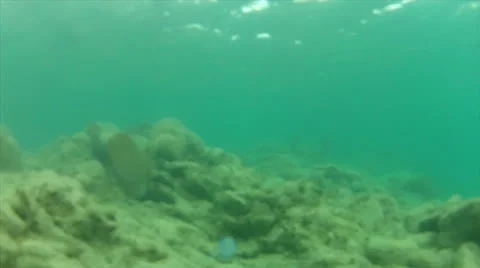 Stony fish school chase Stock Footage 24346514