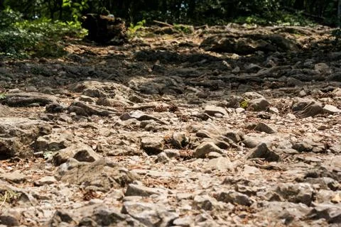 Stony forest glade. Photos
