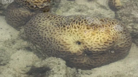 Stony Hexagonal coral, Malaysia Video stock 206585975