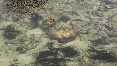 Stony Hexagonal coral, Malaysia Video stock 206586378
