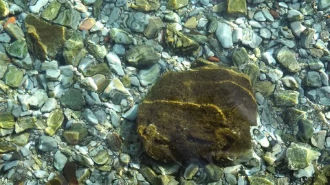 Stony lake bed seen through crystal clear water on sunny day Stock Footage 85568501