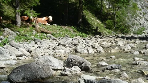 A stony mountain stream and cows in the background Stock-Footage 260833718