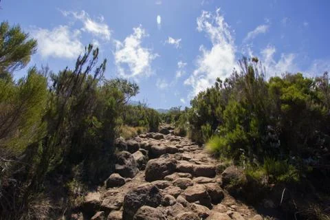 Stony path beetween shrubbery under blue sky with a few cclouds Stock Photos